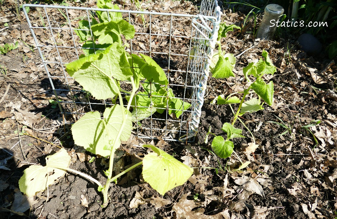 Spaghetti Squash and small cucumber plants