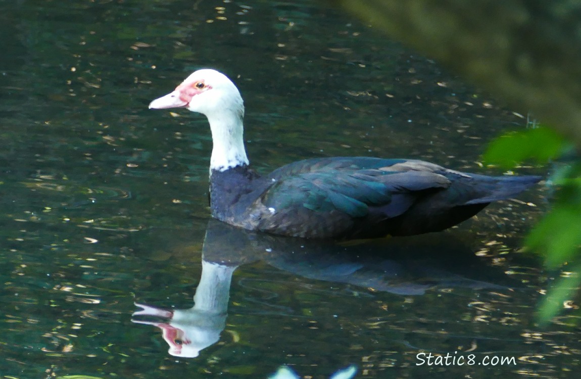 Muscovy duck on the water