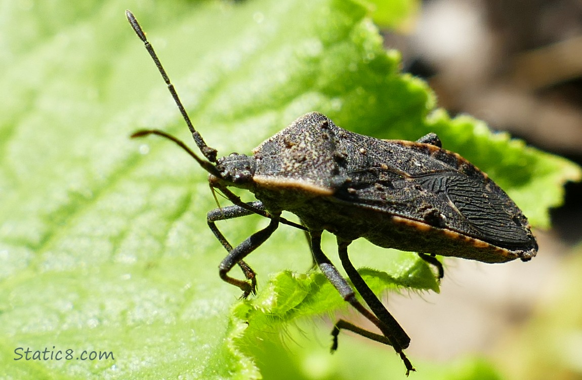 Stink Bug on a leaf