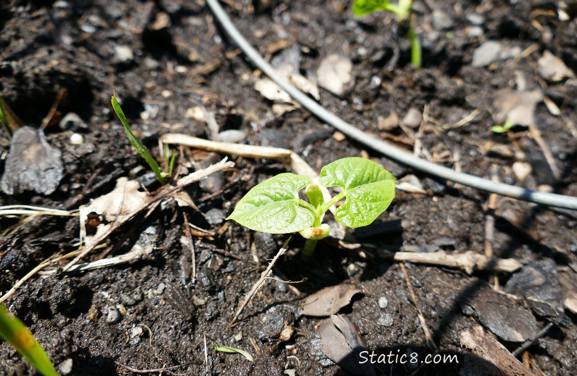 Baby Wax Bean plant