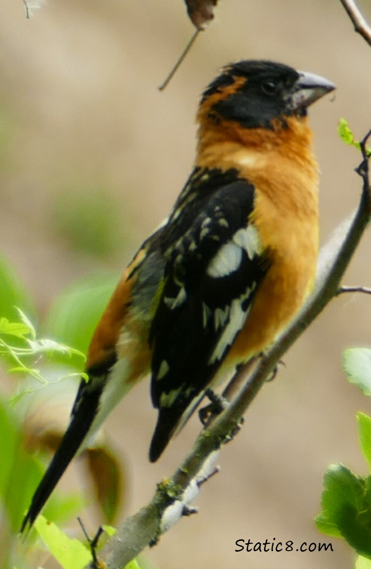 Black Headed Grosbeak, standing on a twig