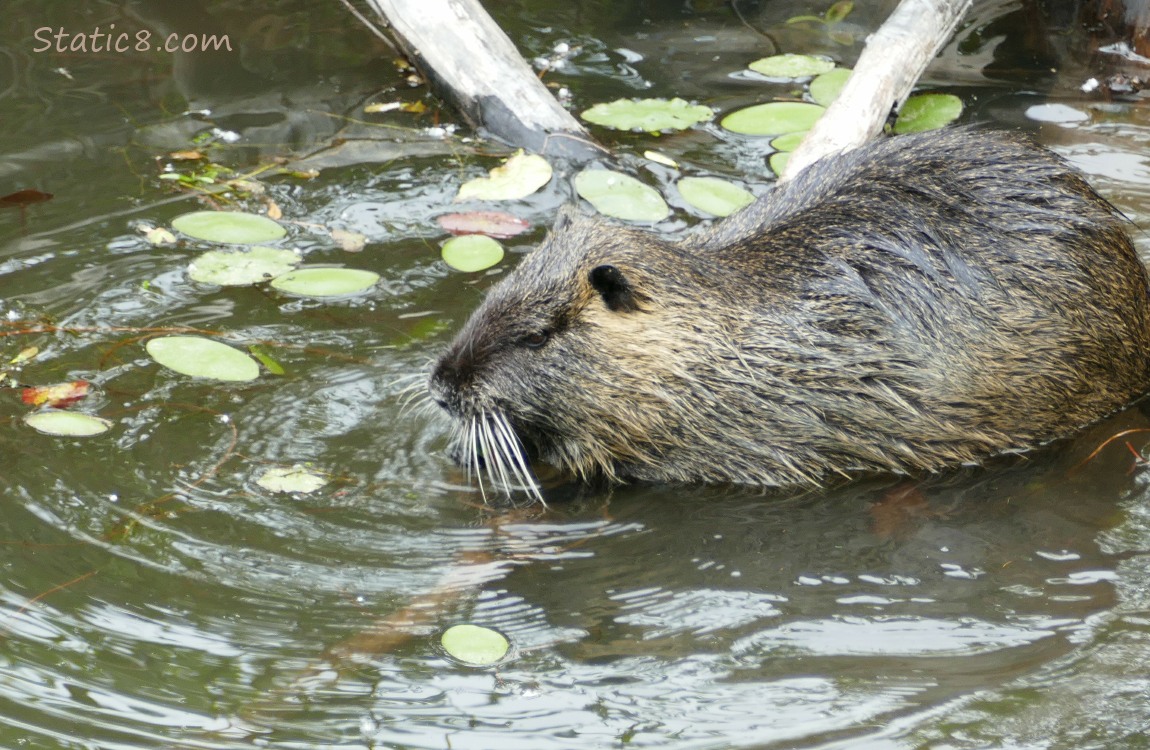 a Nutria in the water