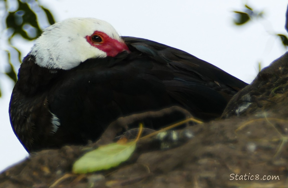 Muscovy duck napping on the ground