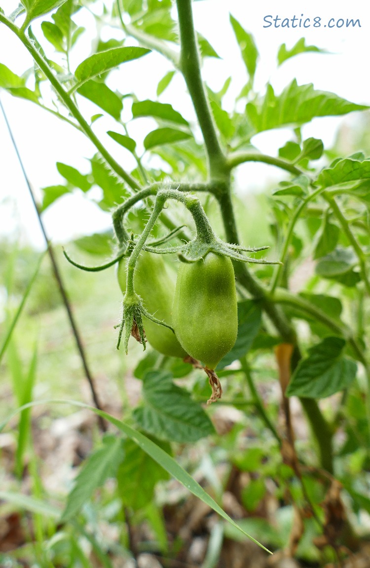 Two green Roma tomatoes growning on the plant