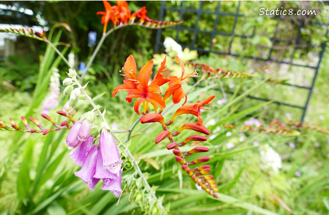 Neighborhood flowers