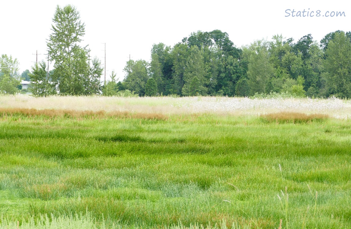 Stewart Ponds prairie