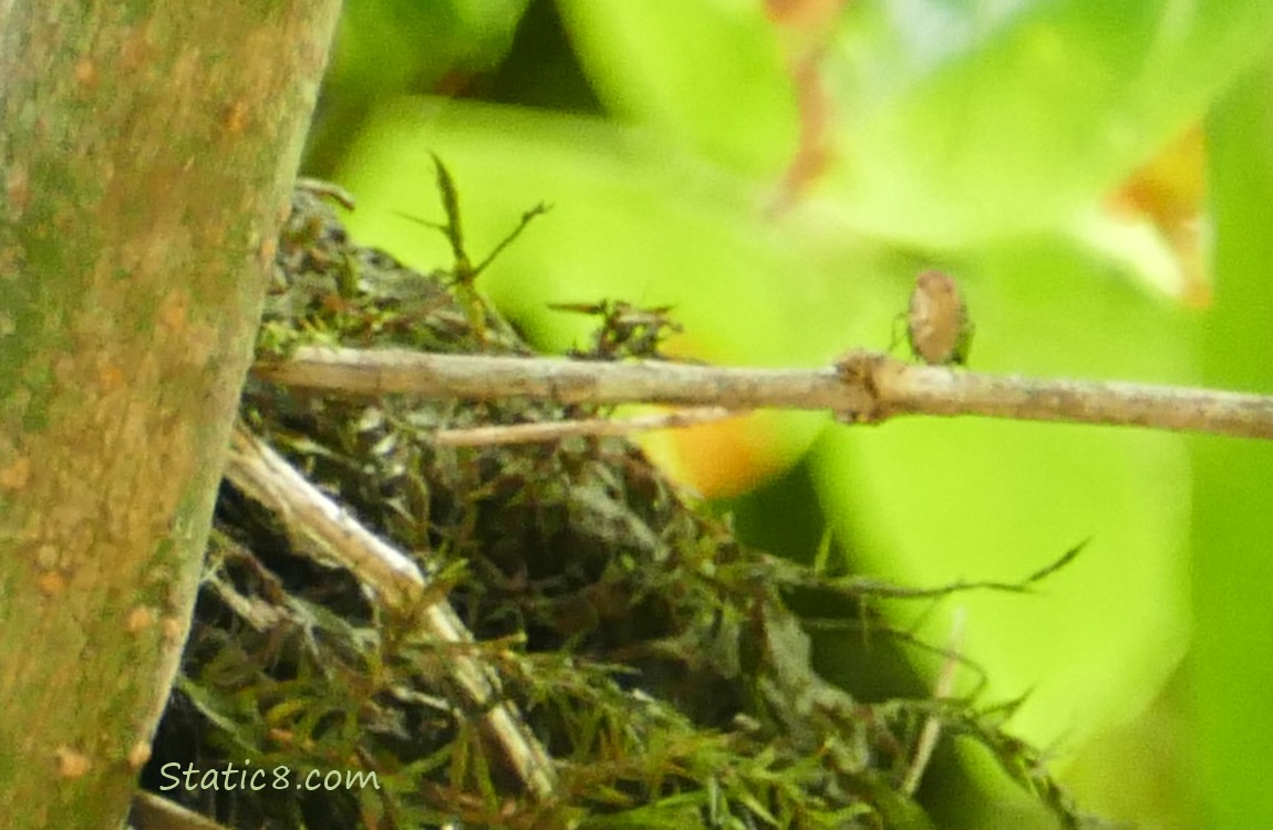 Bettle on a twig