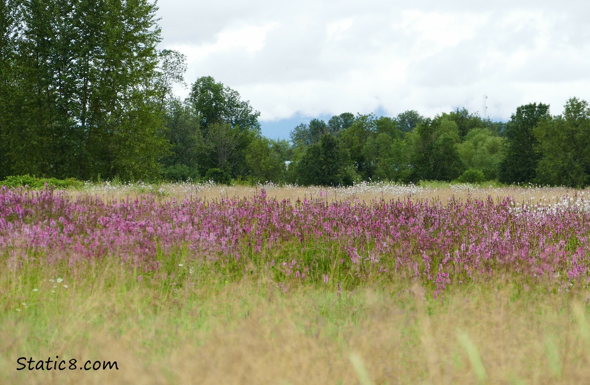 Pink flowers on the prairie, trees in the background