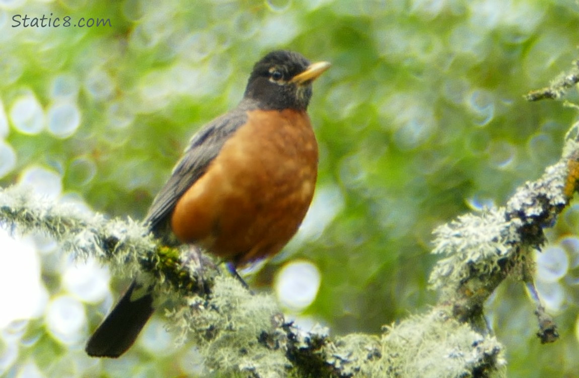 American Robin on a branch