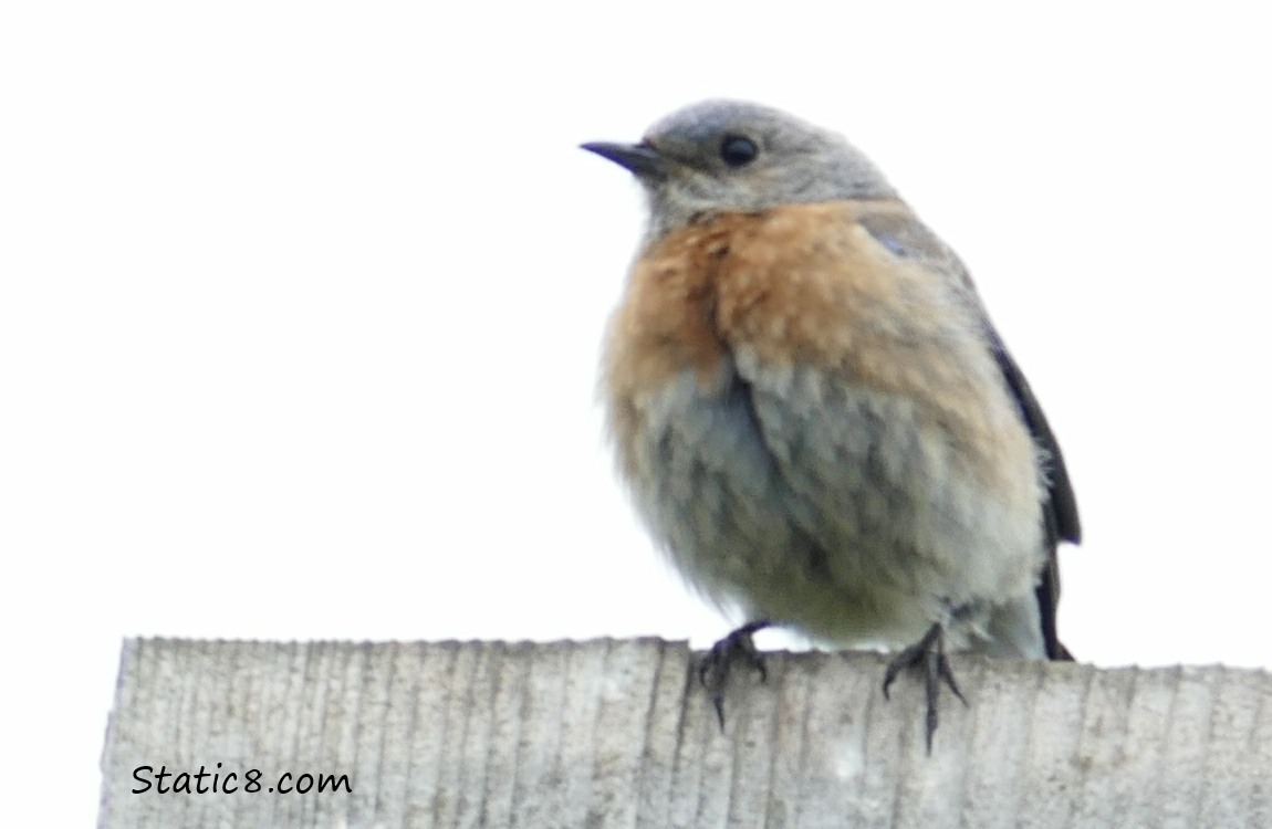 Female Bluebird standing on a nesting box