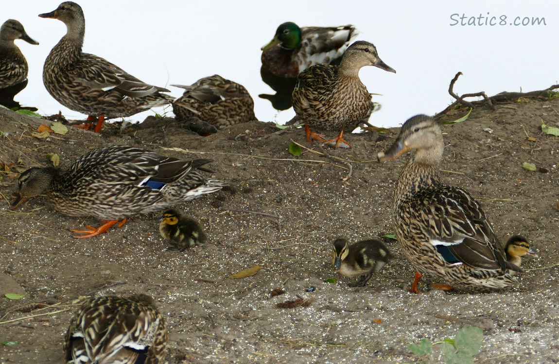 Ducks on the river bank, with three ducklings