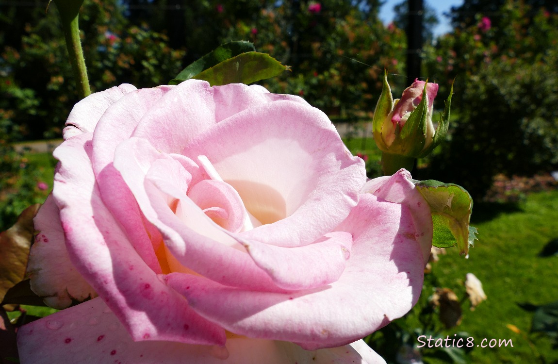 Pink Promise, Hybrid Tea Rose