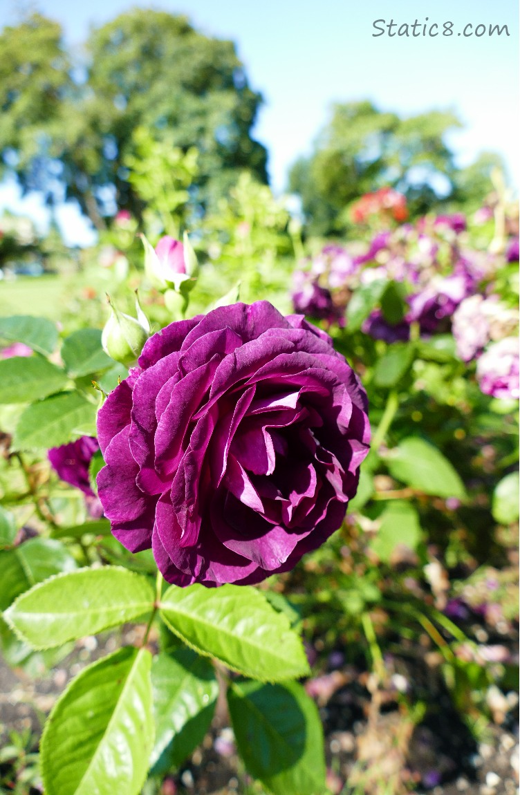 Twilight Zone Grandiflora Rose