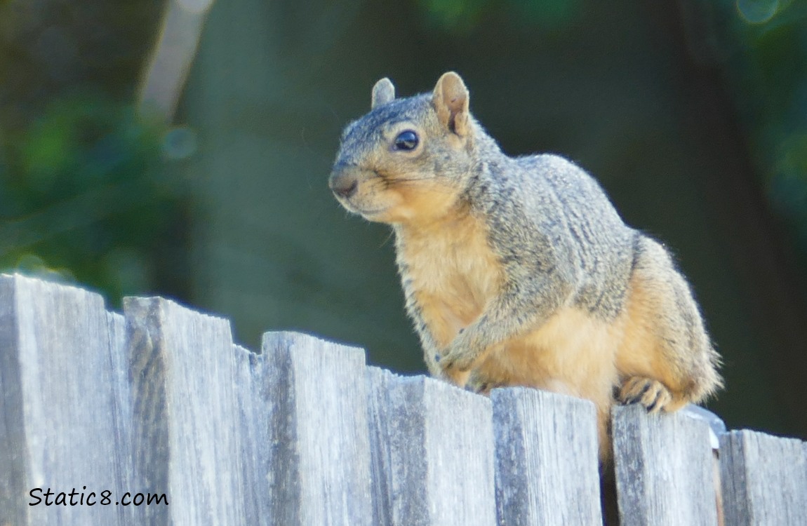 Eastern Fox Squirrel on a wood fence