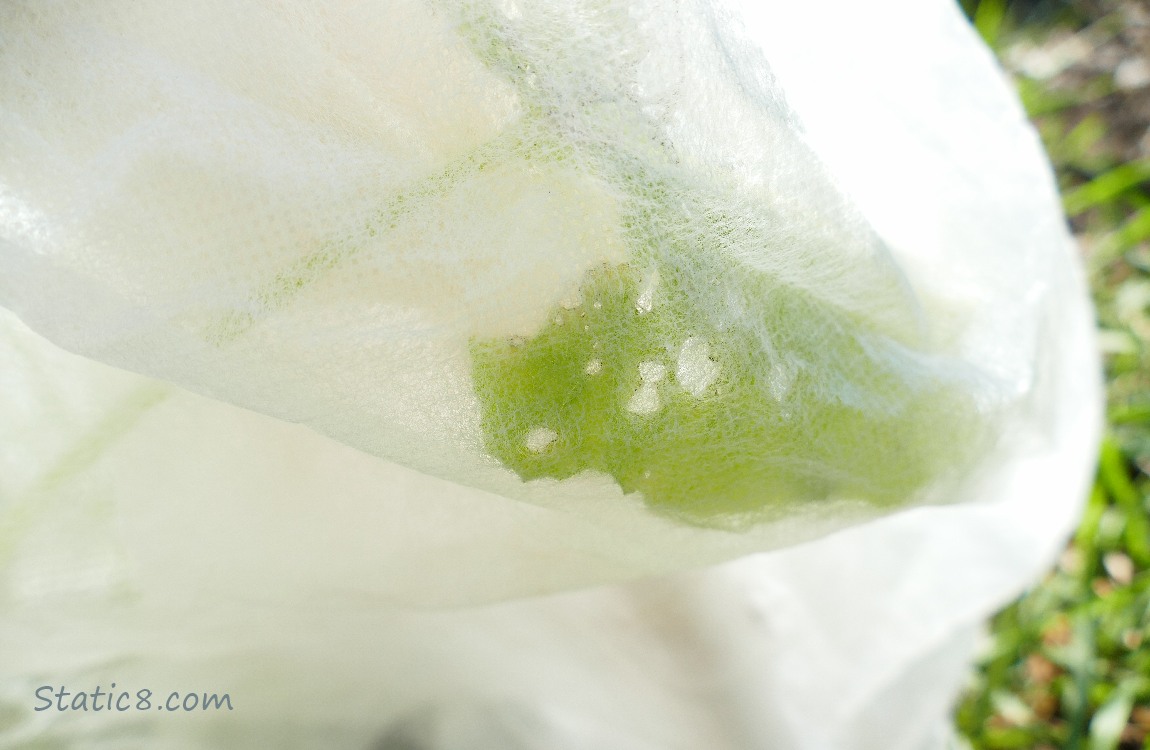 Zucchini plant under a row cover