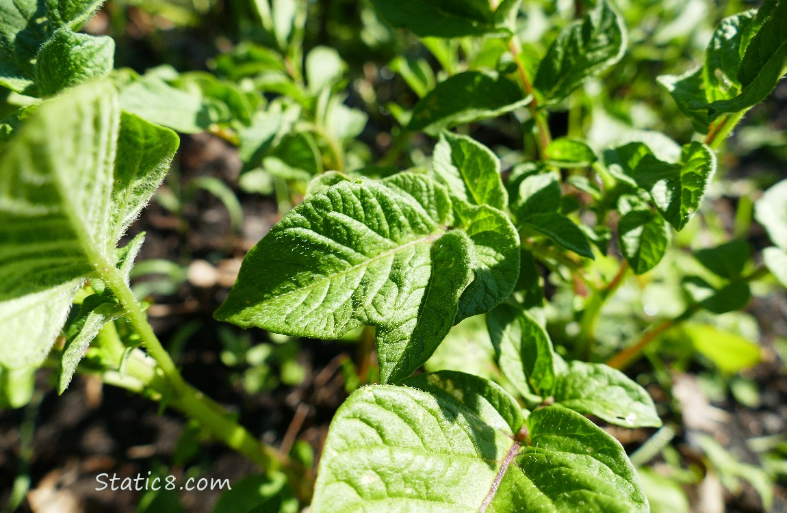 Little potato plants