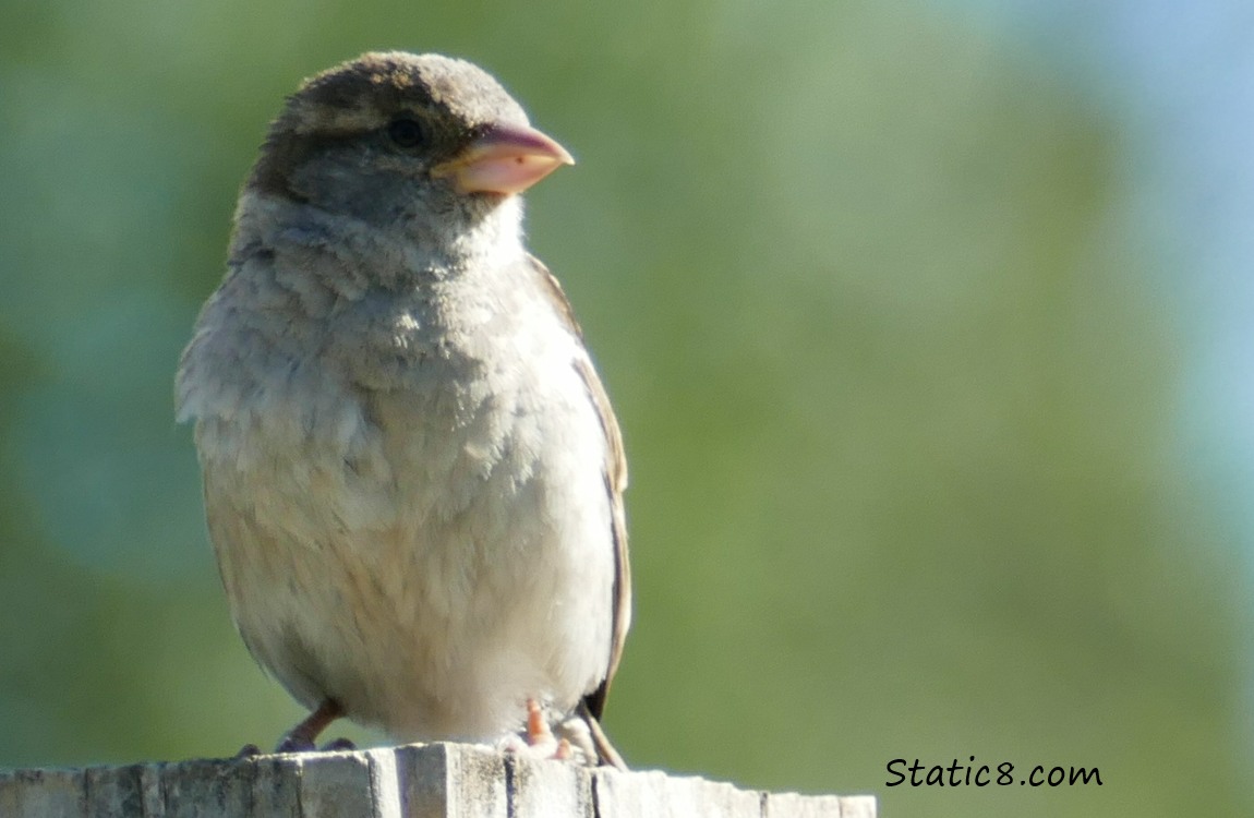 House Sparrow fledgling standing on a post