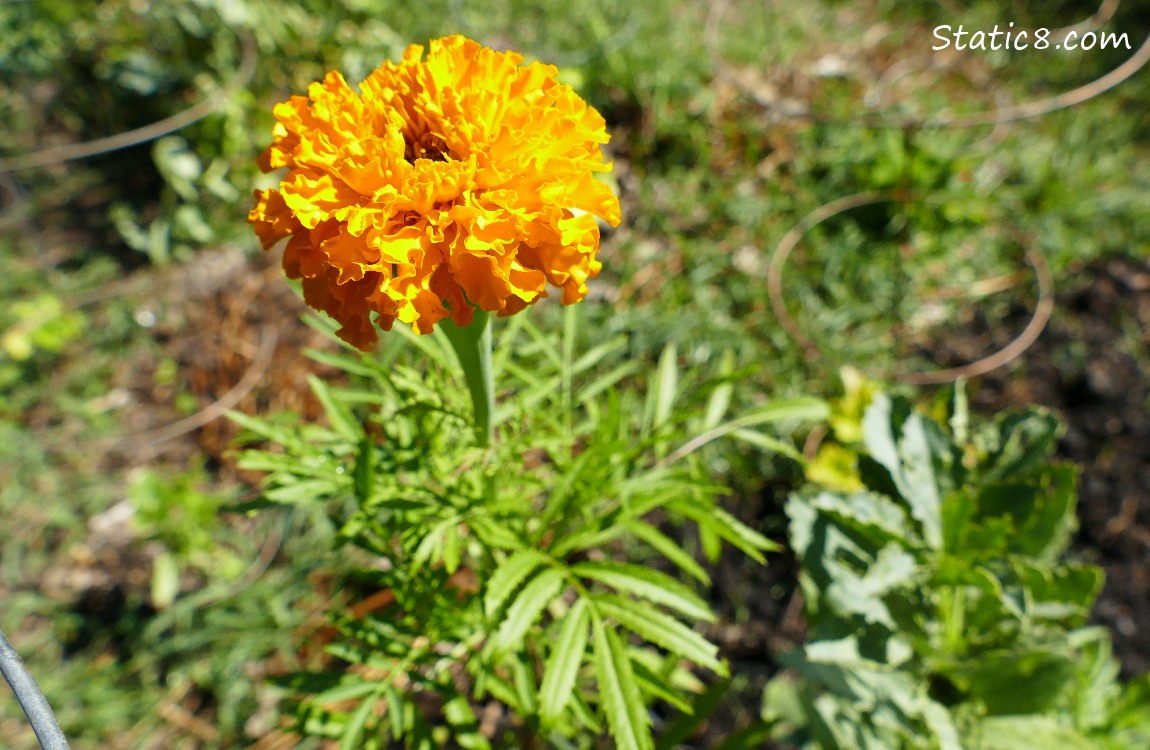 Marigold bloom