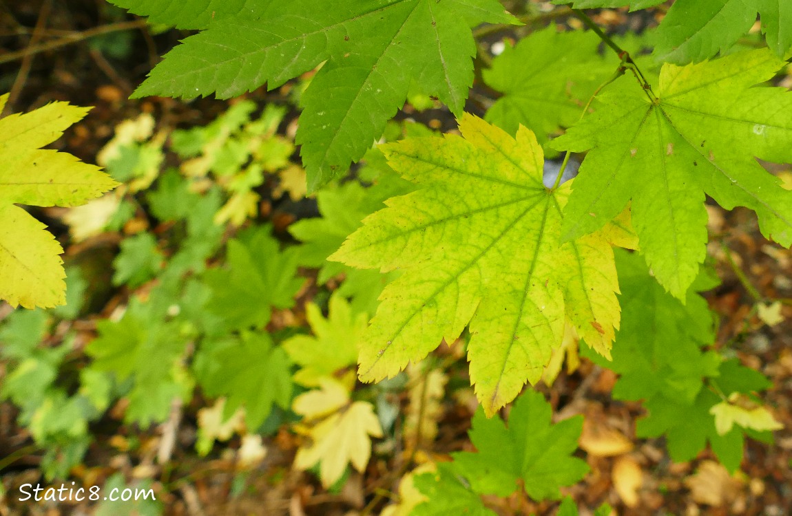 Vine Maple leaves