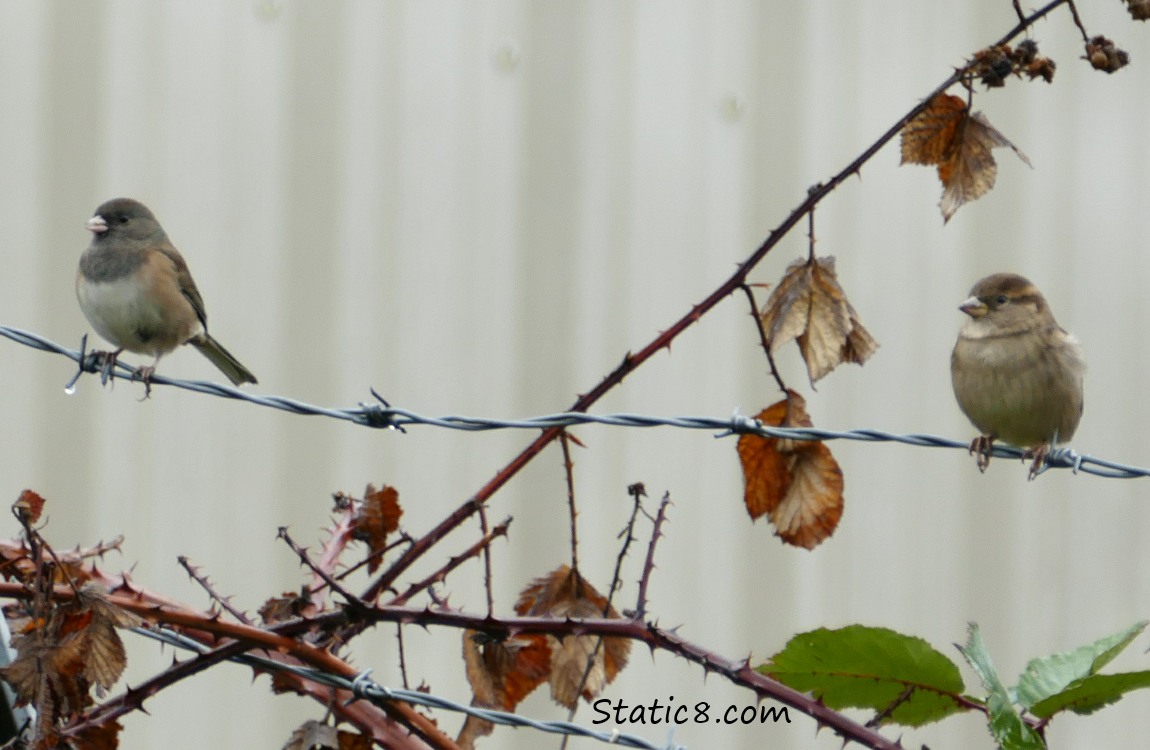 Junco and House Sparrow standing on barbed wire