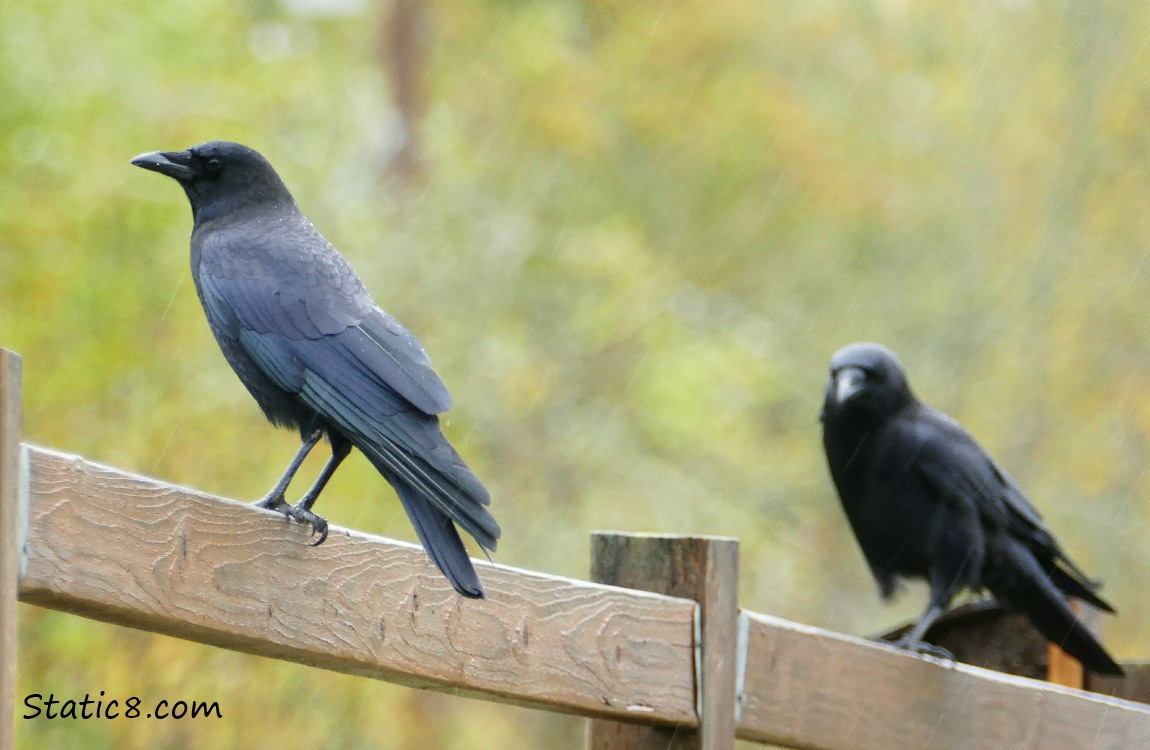 Two crows standing on a wood fence