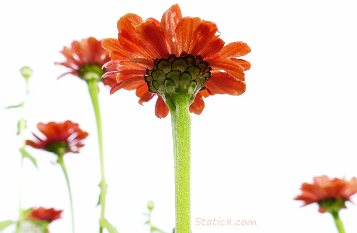 Looking up at the backs of red Dahlias