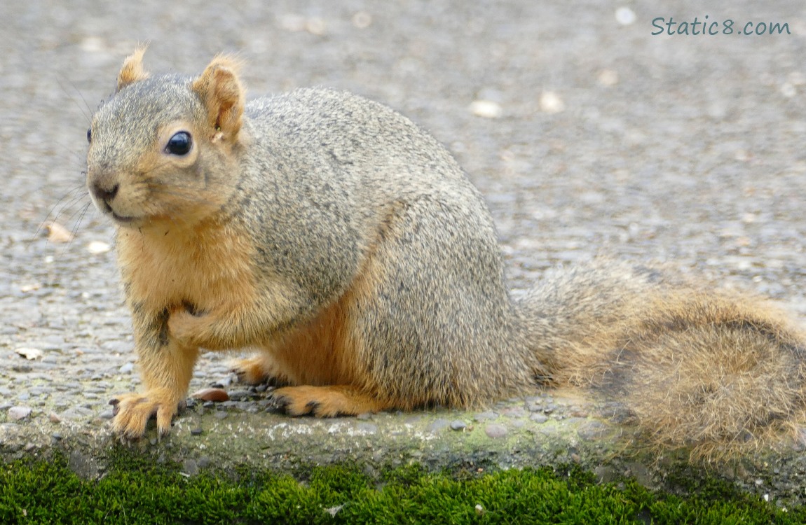 Eastern Fox Squirrel