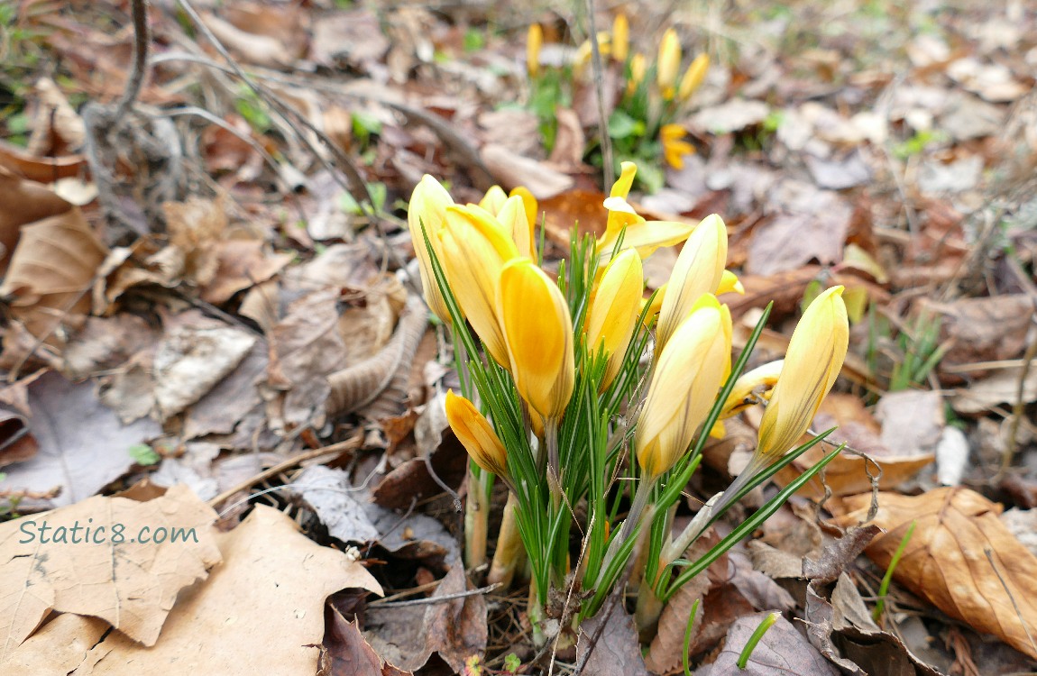 Yellow Crocuses in old brown leaves