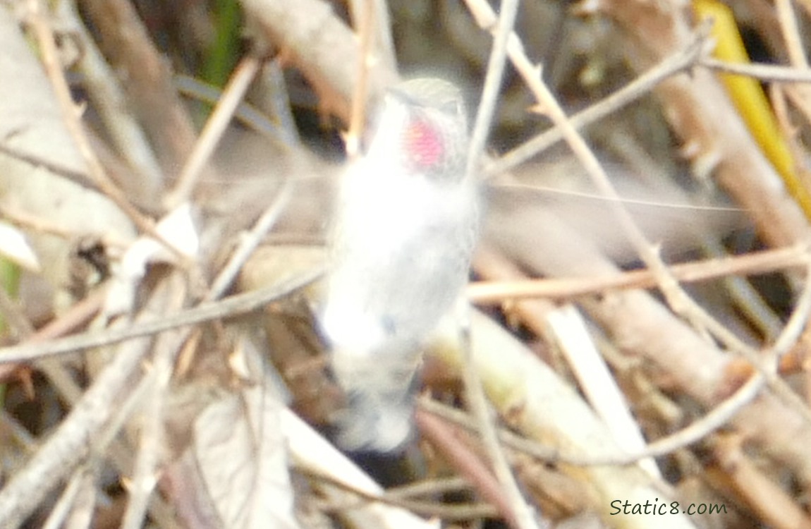 Anna Hummingbird hovering