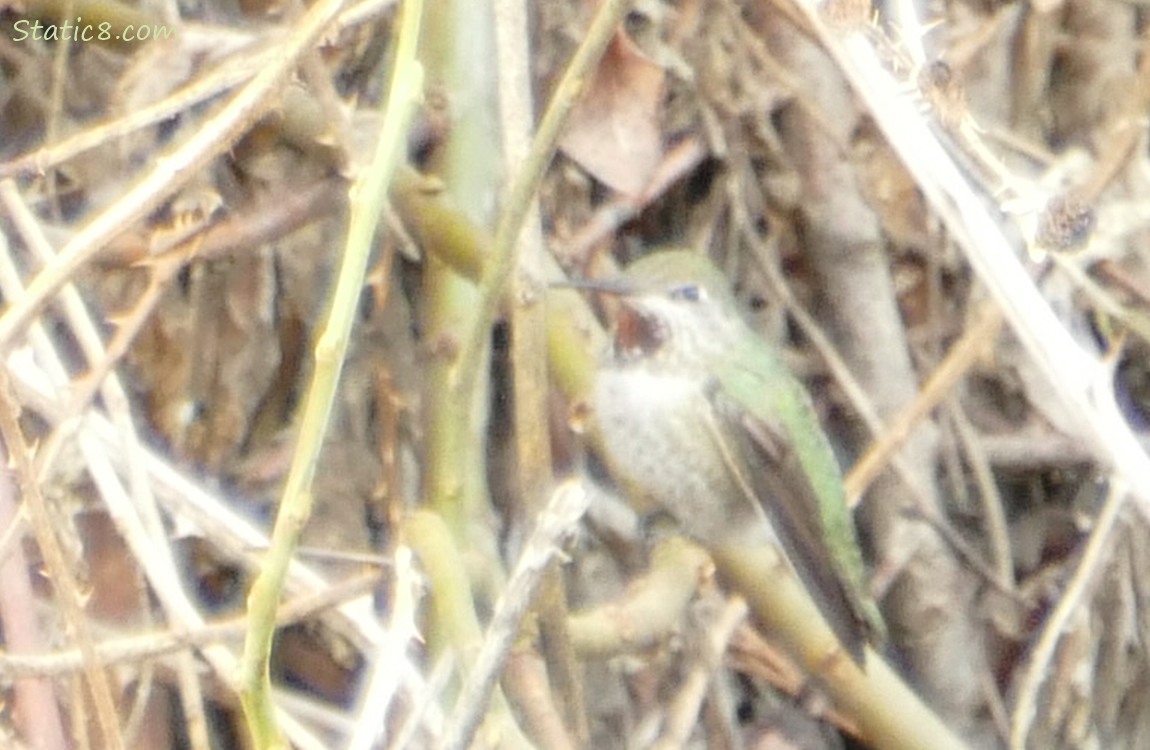 female Anna Hummingbird sits among the sticks