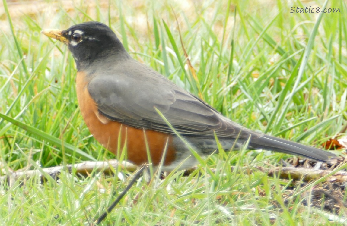 American Robin in the grass