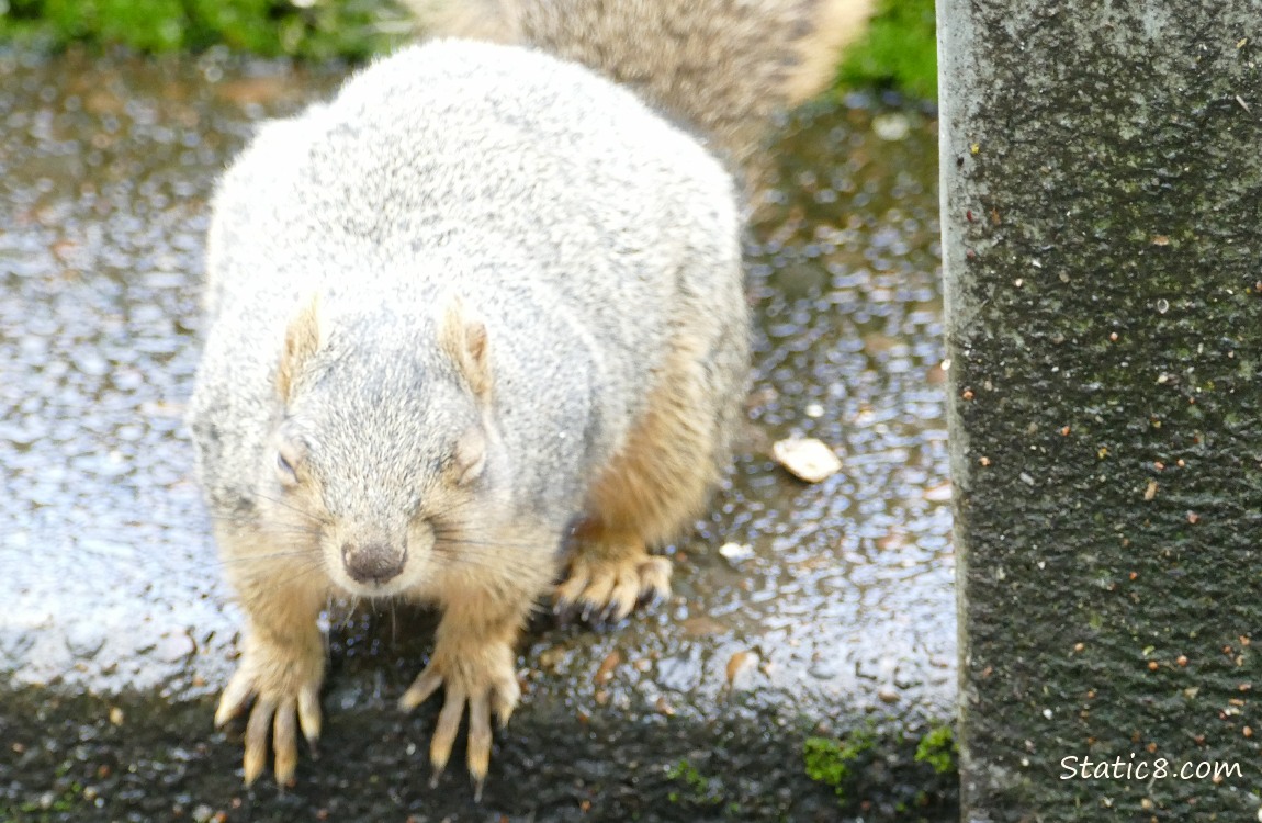 Eastern Fox Squirrel, blink!