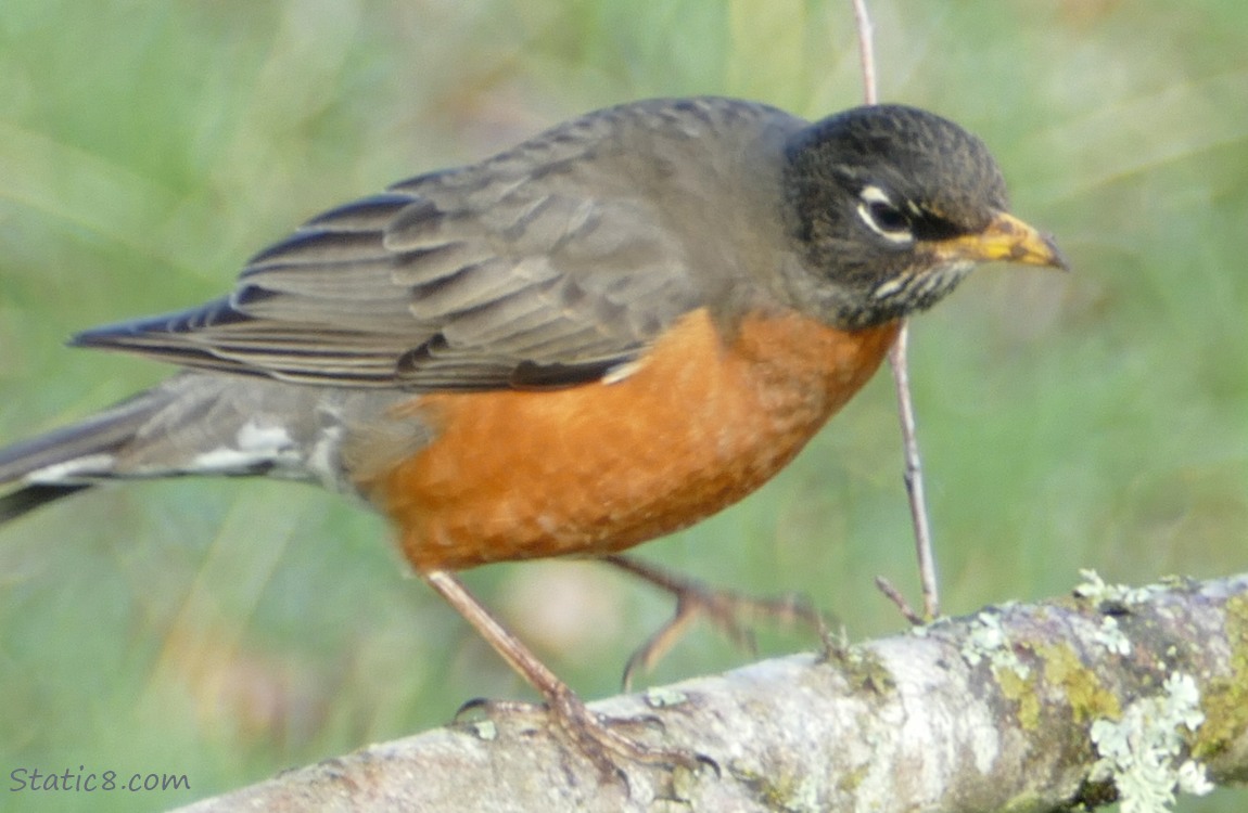 American Robin on a branch, stamping her foot