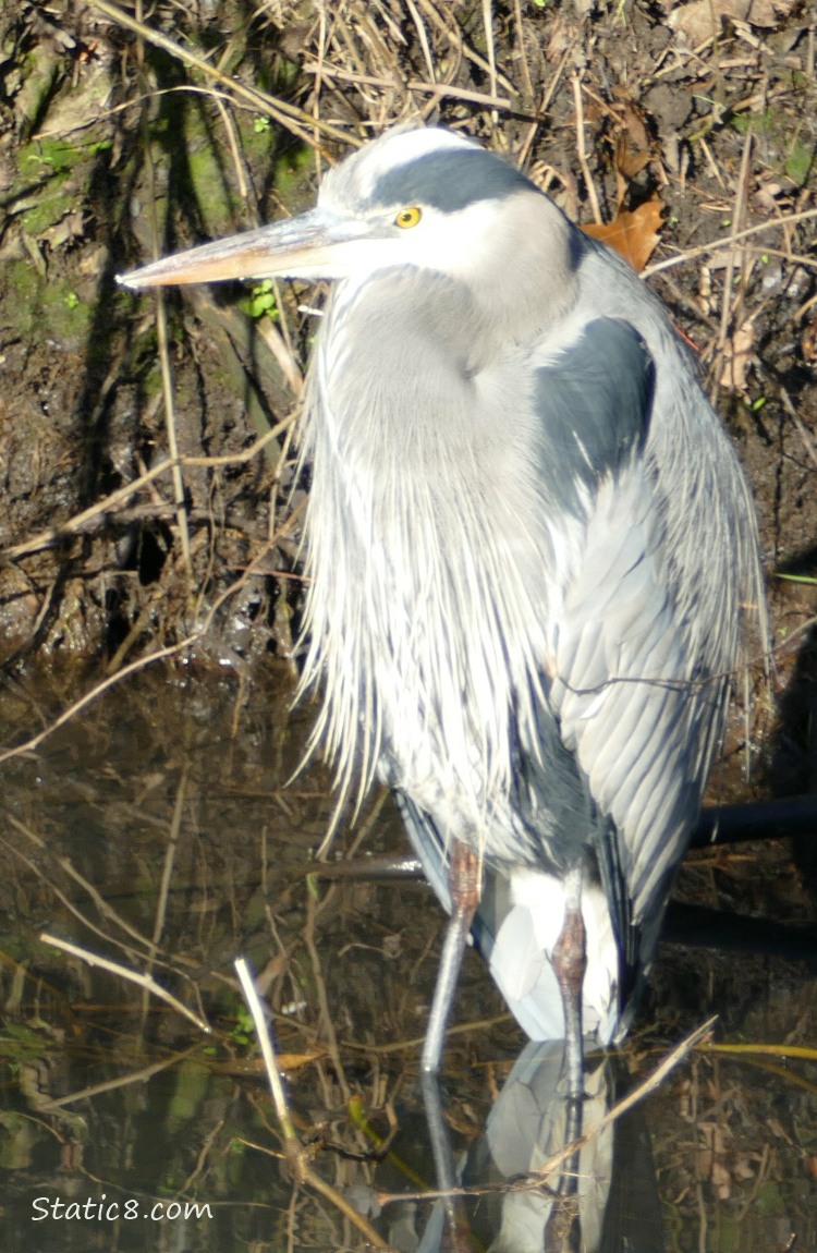 Great Blue Heron