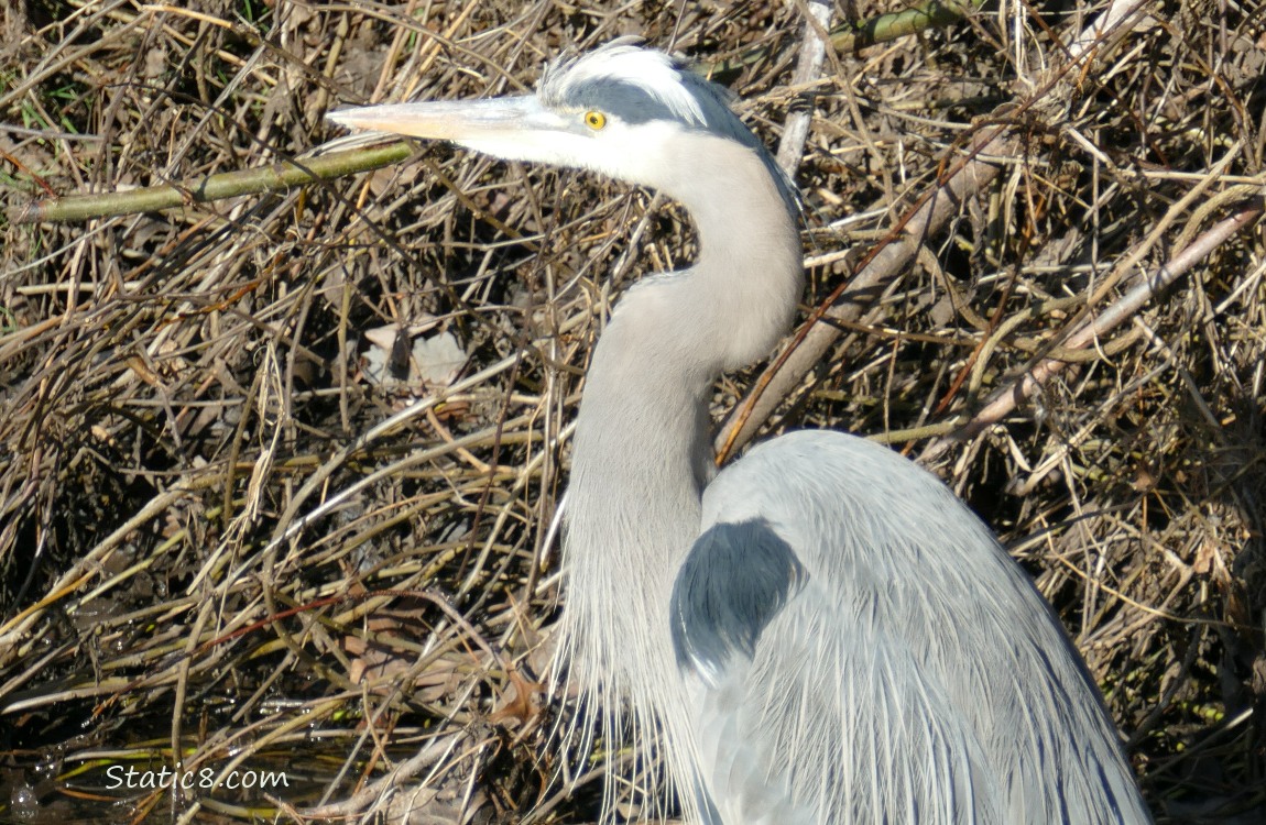 Great Blue Heron