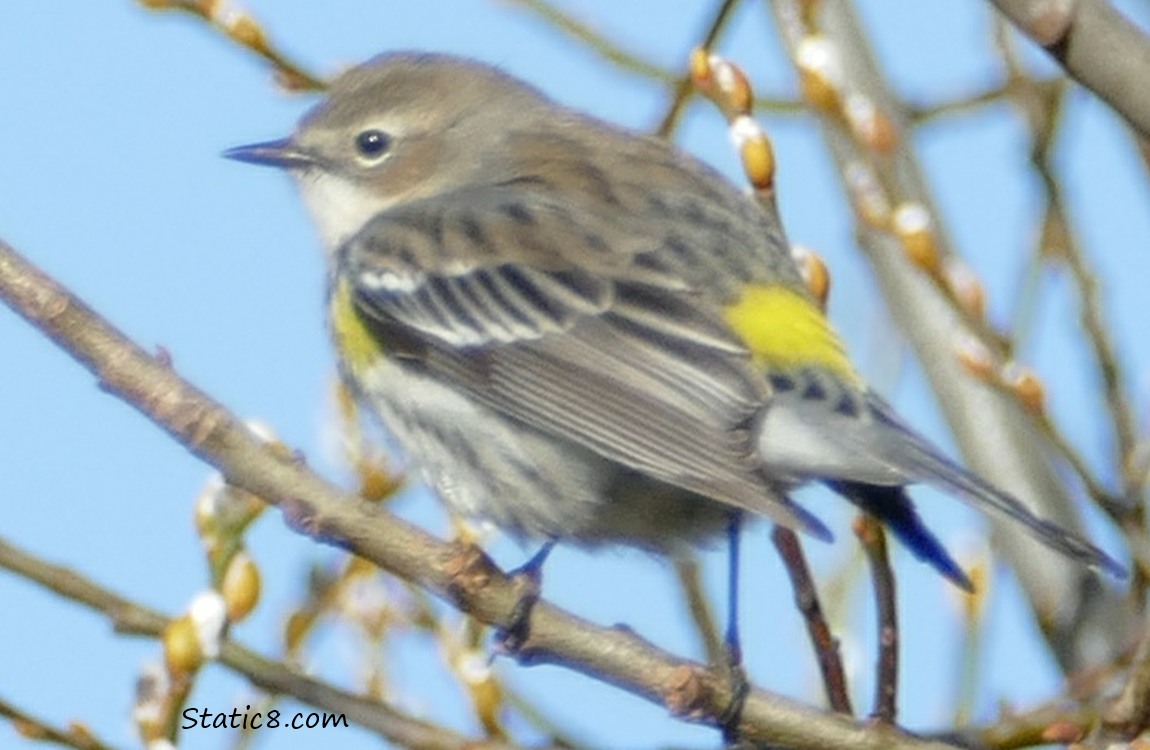 Yellow Rump Warbler standing on a twig