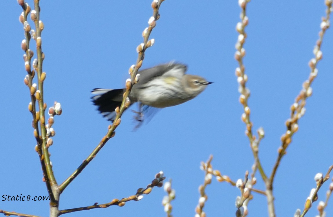 Yellow Rump Warbler, flying past some pussy willows