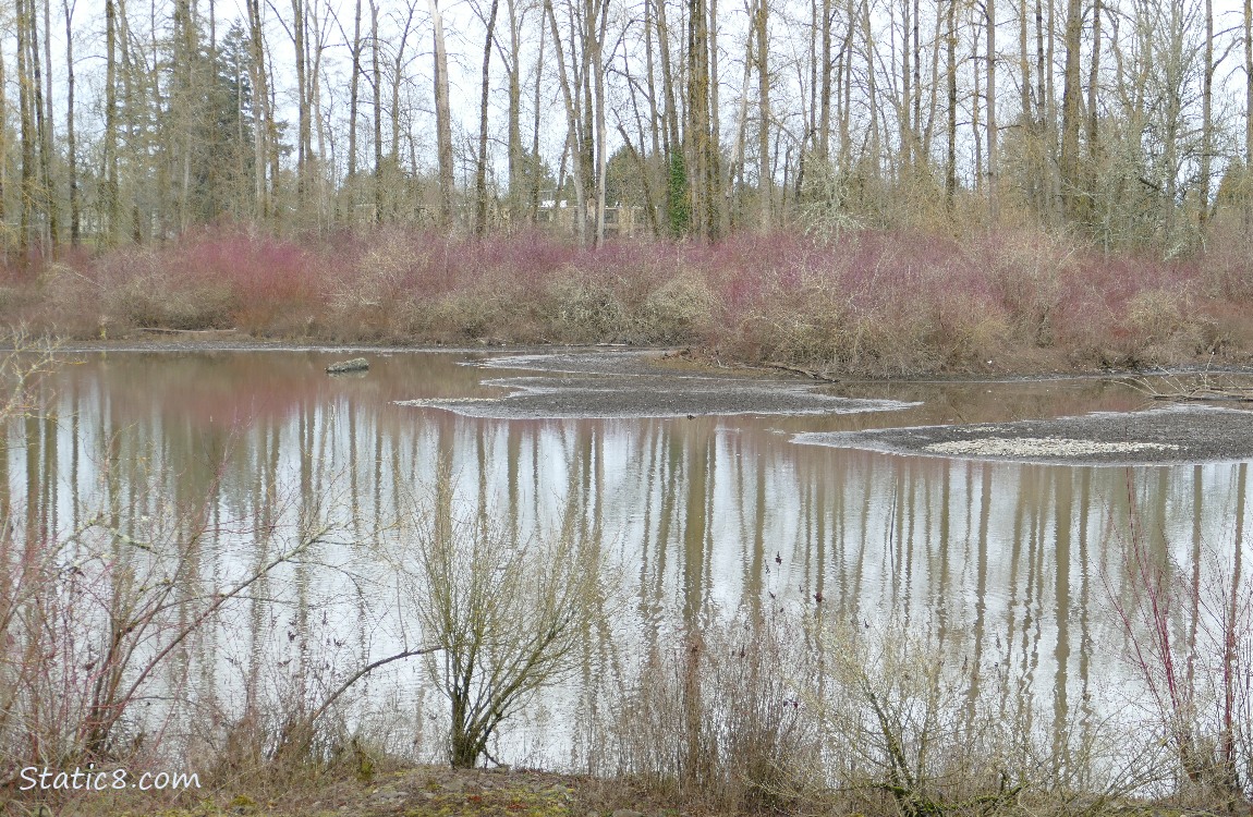 islands in the pond