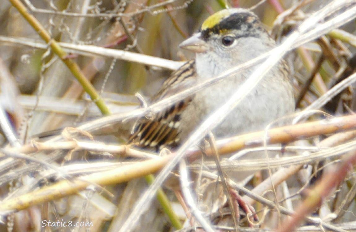 Golden Crown Sparrow