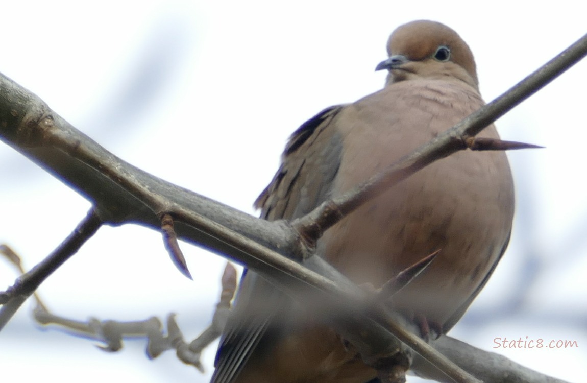 Mourning Dove standing on a branch