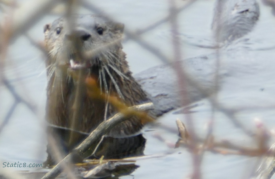 River Otter in the water behind twigs