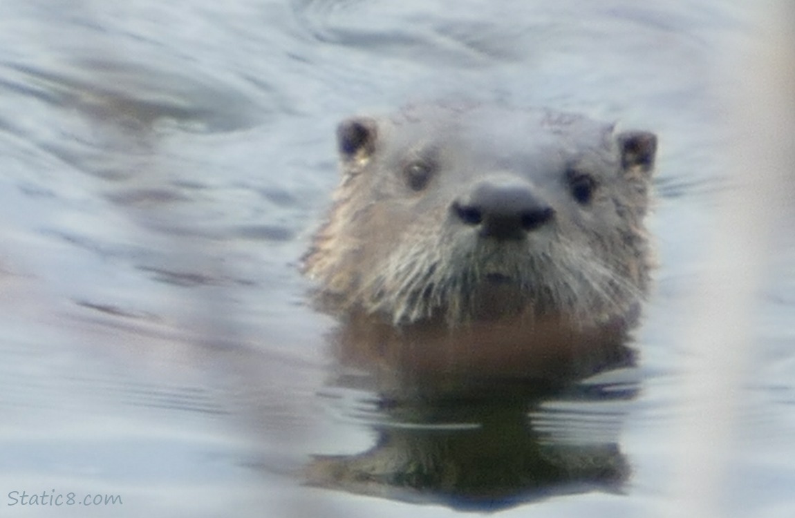 Otters face above the water