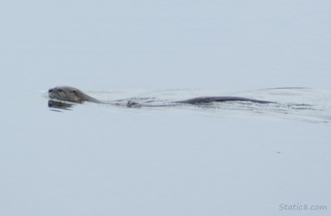 Otter swimming to the left