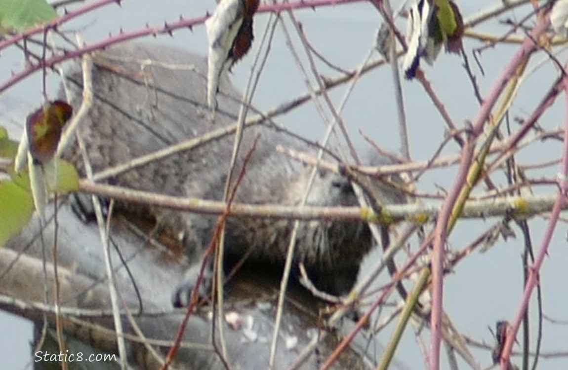 River Otter on a log, behind twigs