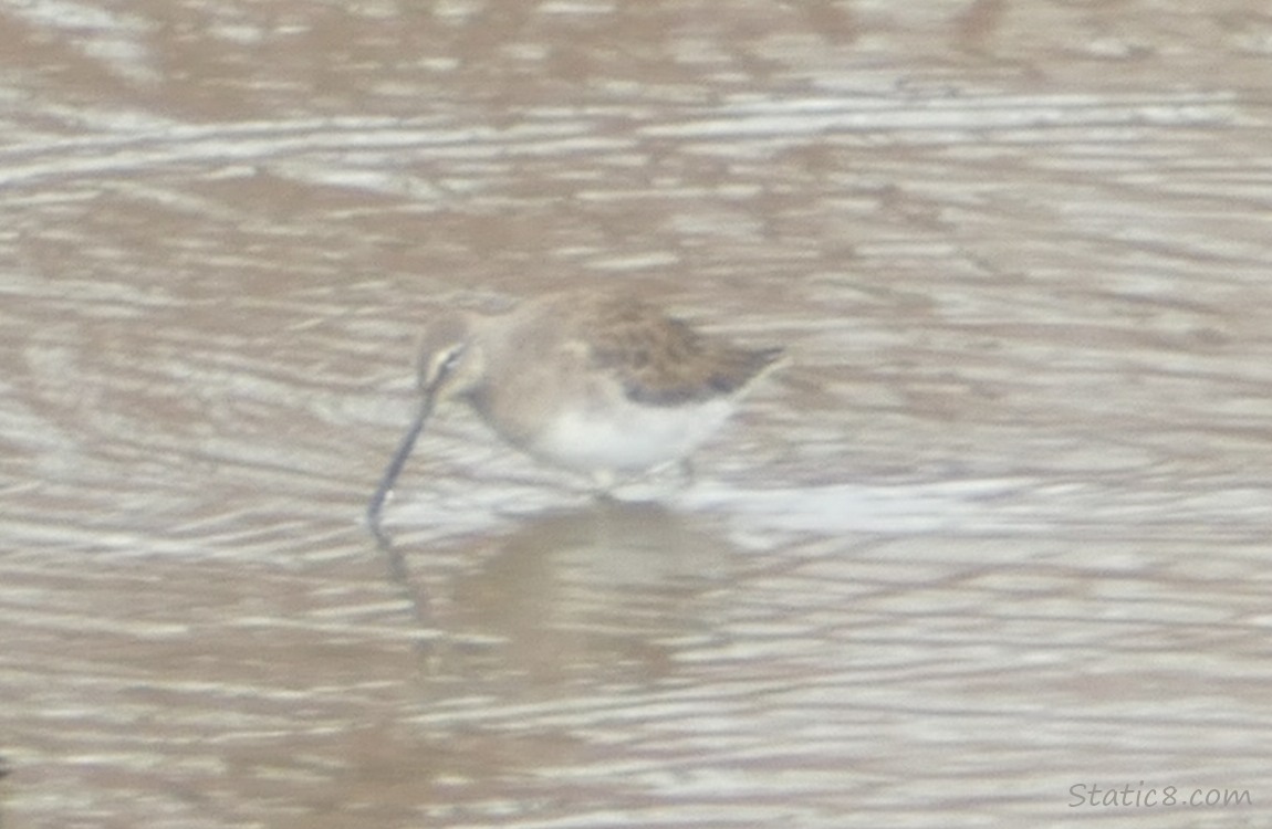 Shore bird is camouflaged in the water