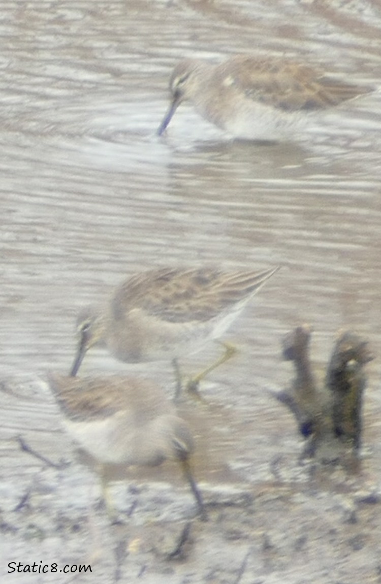 Shorebird at the waters edge