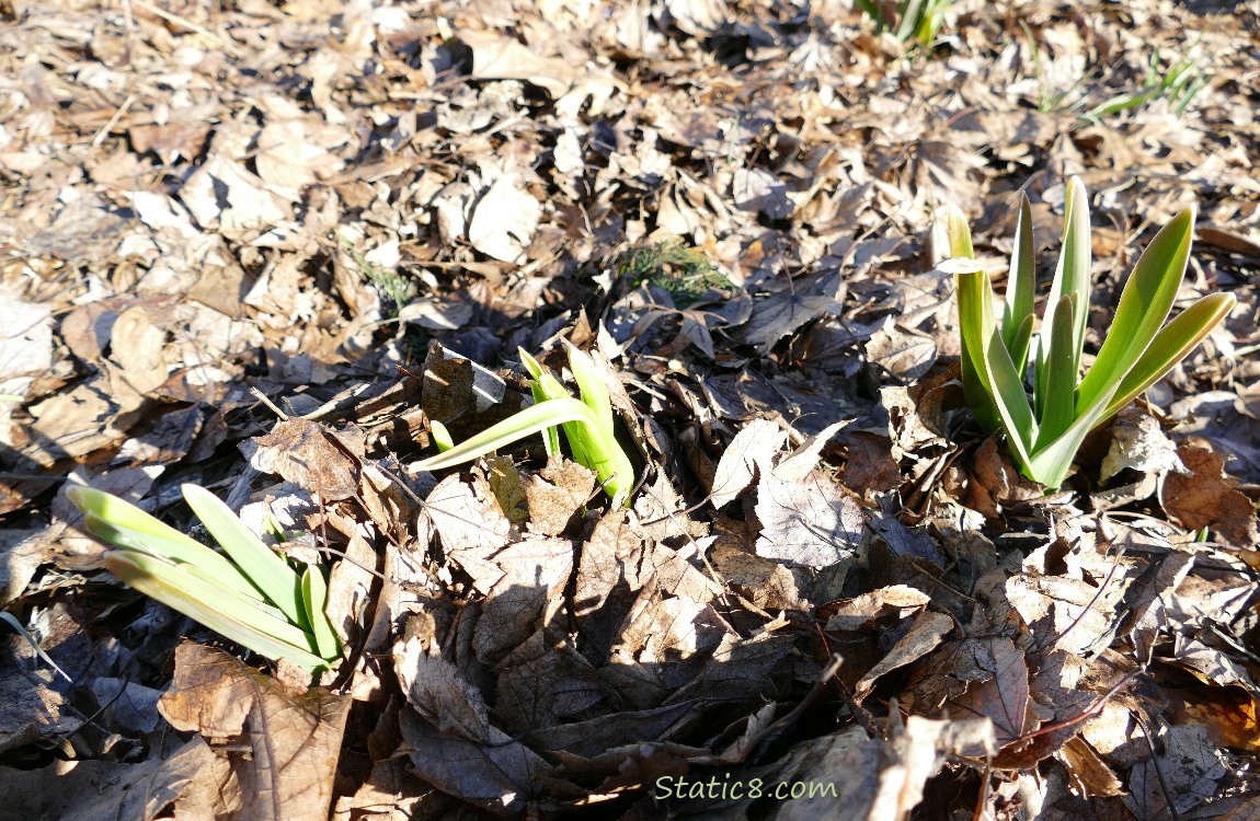 Small Elephant Garlics growing in the garden