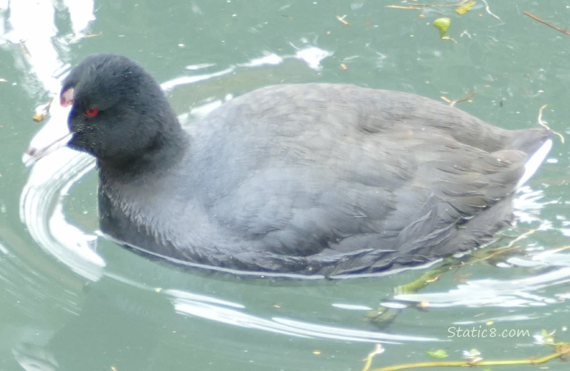 American Coot in the water