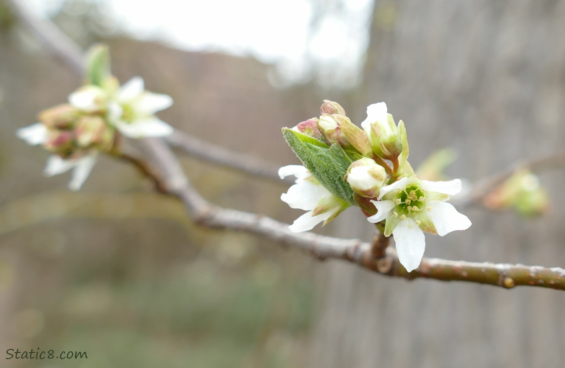 Osoberry blooms