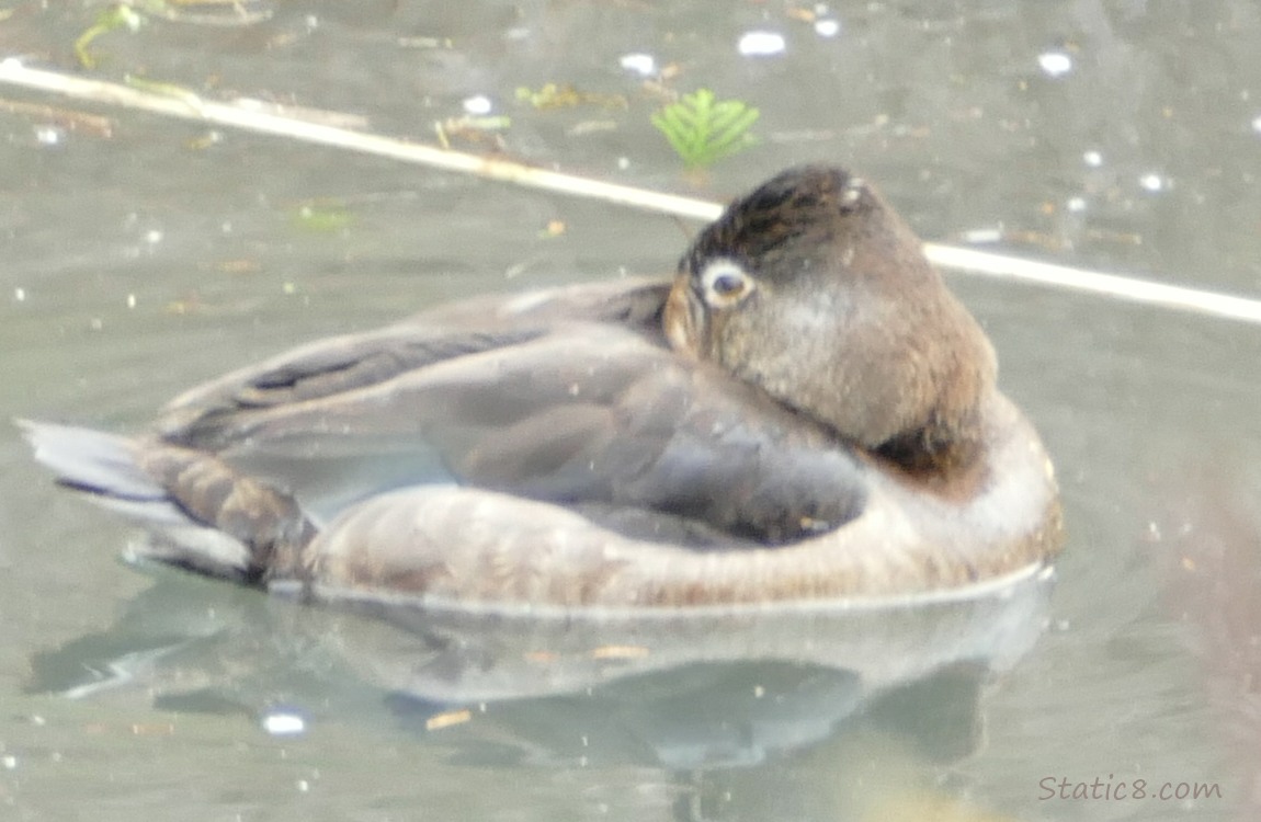 female Ring Neck duck has her beak tucked under her wing